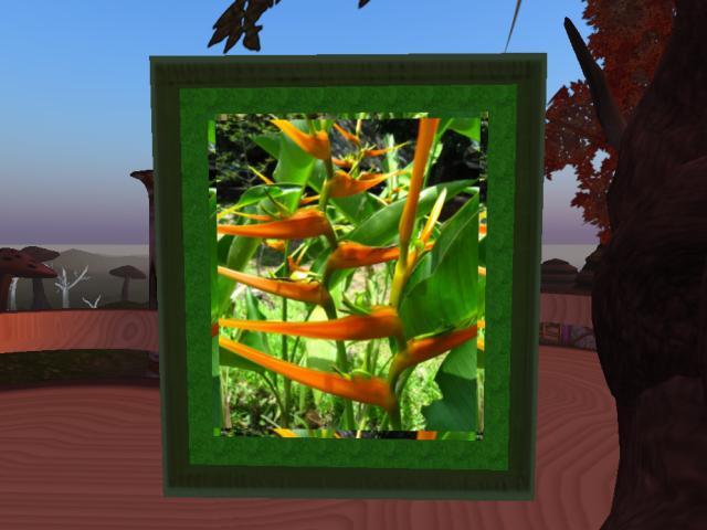 Heliconia Framed Photo