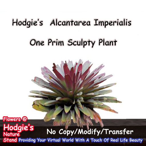 Hodgie's Flowers & Plants  -  Alcantarea Imperialis Rubra Tropical Plant
