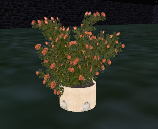 potted rosebush boxed