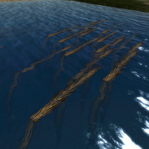 Living Feather Kelp