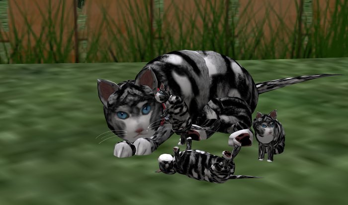 Kitty AIO UnLeashed 6.5c (Release) Black & Grey