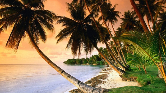 Leaning palms on beach