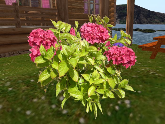 Pink Hydrangea - unlimited copy!
