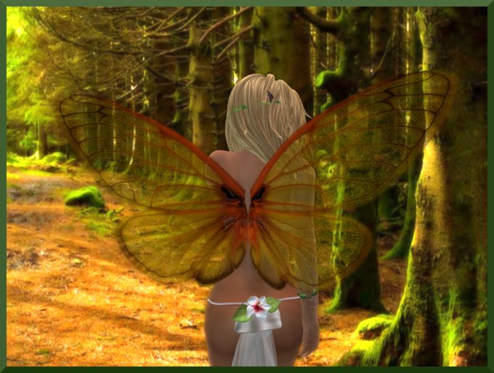 [CICADA ORANGE]  WINGS
