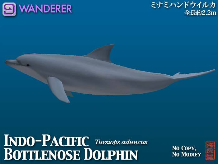 Indo-Pacific Bottlenose WANDERER