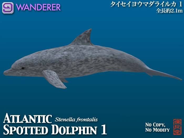 Atlantic Spotted Dolphin WANDERER 1