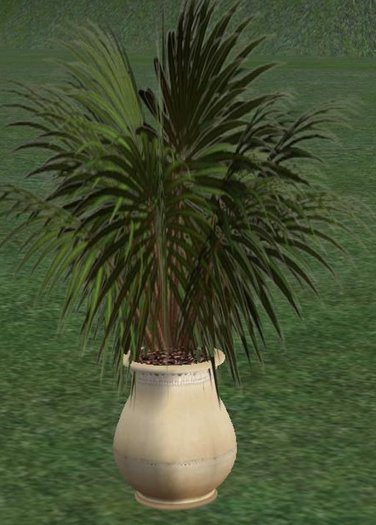 Large Potted Fern Plant