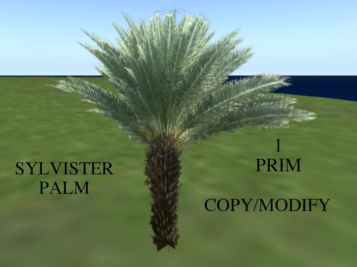 sylvister palm