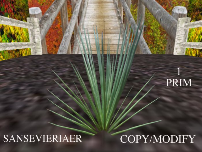 sansevieriaer