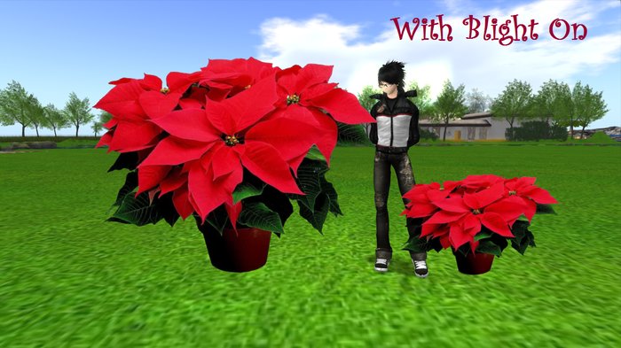 Poinsettia Flower Textures Bundle