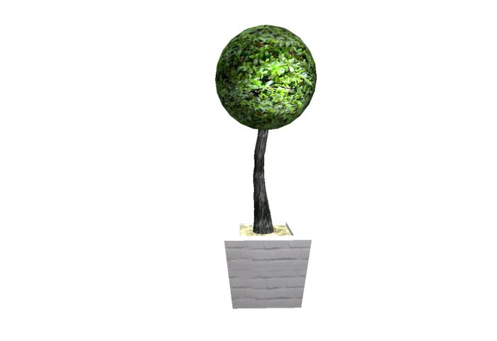 Bay Tree - in a simple white pot