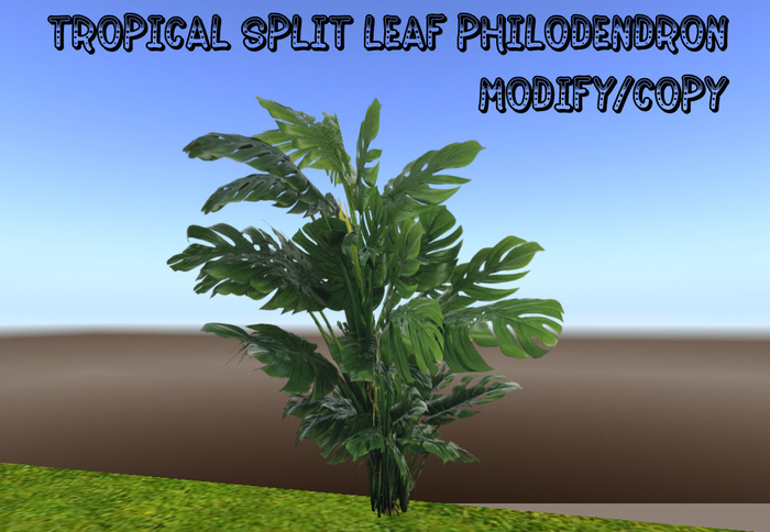 Tropical Split Leaf Philodendron (Flexi)