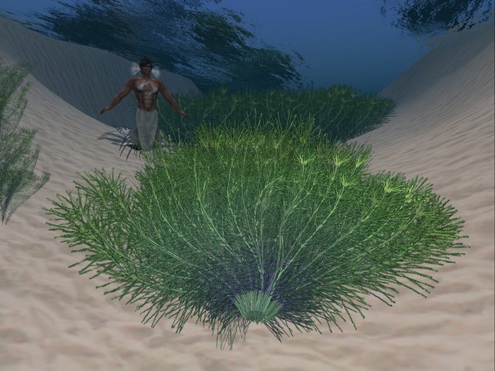 Ocean Seaweed, 1 multiface LOD prim.