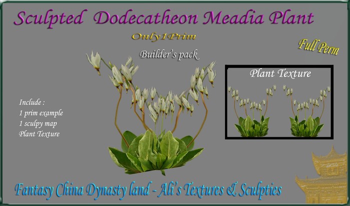  Dodecatheon Meadia Plant 