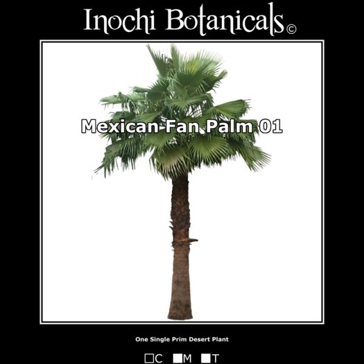 Inochi Botanicals -  Mexican Fan Palm 01