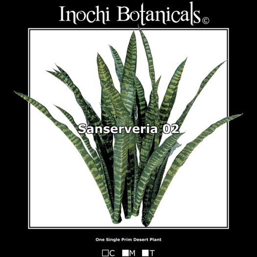 Inochi Botanicals - Sansevieria 02