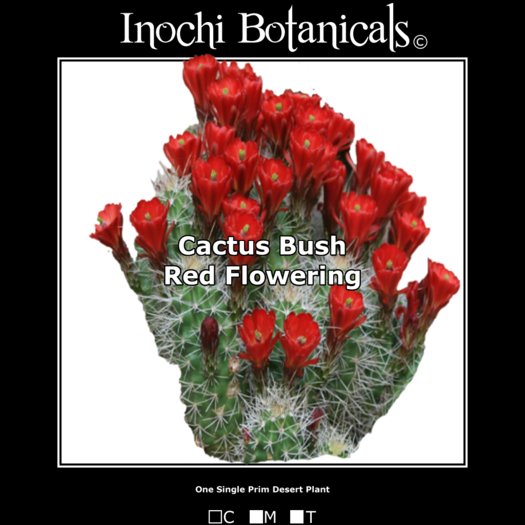 Inochi Botanicals - Cactus Bush - Red Flowering