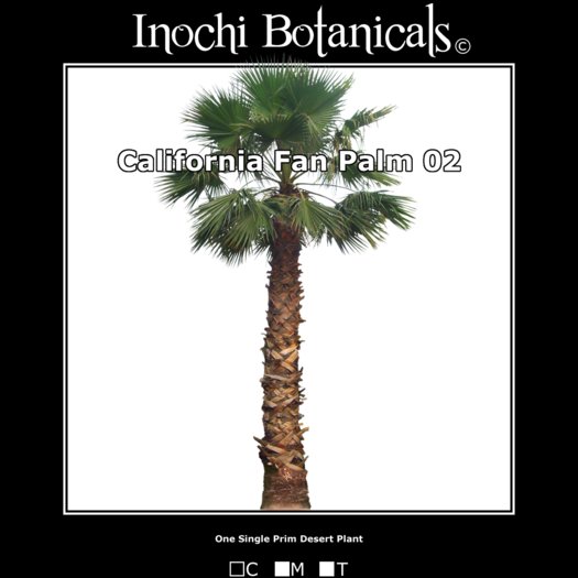 Inochi Botanicals - California Fan Palm 02