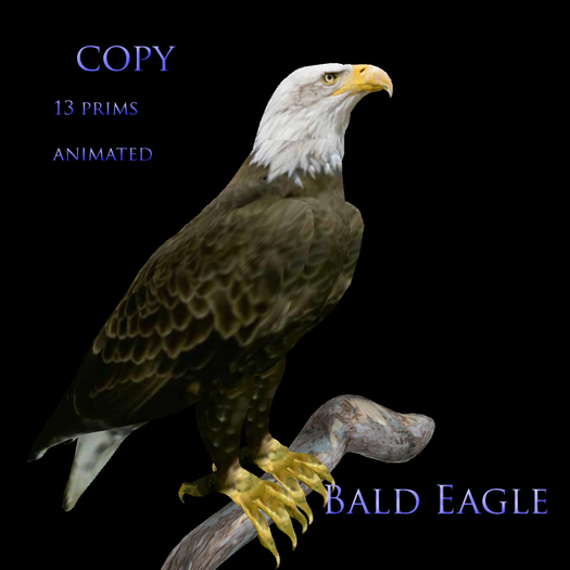 Bald Eagle copy 