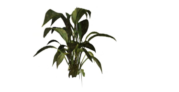 Tropical Plant 