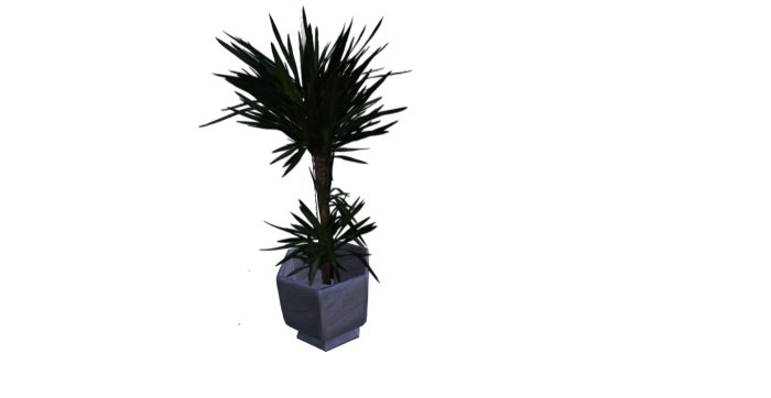 Yukka Plant