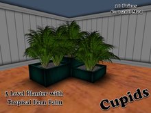 Planters with Small Fern Palms Green Planters