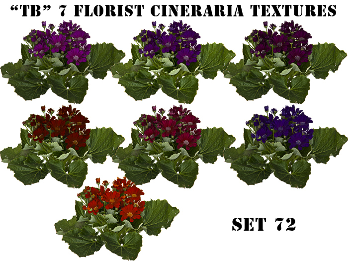 Twice Baked  FP florist cineraria textures with 3D effect set 72