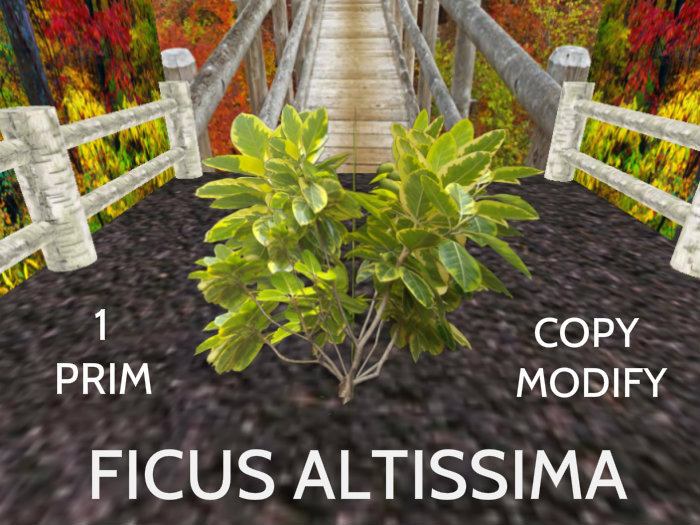 Ficus Altissima