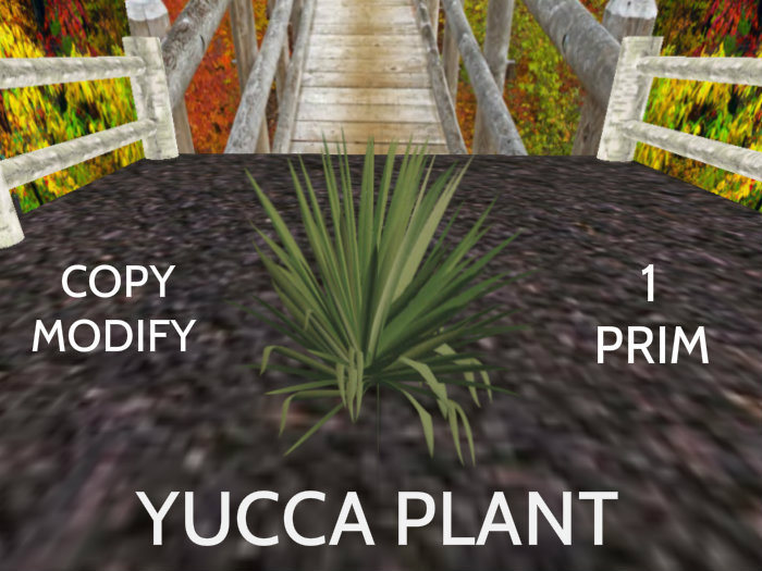 yucca plant
