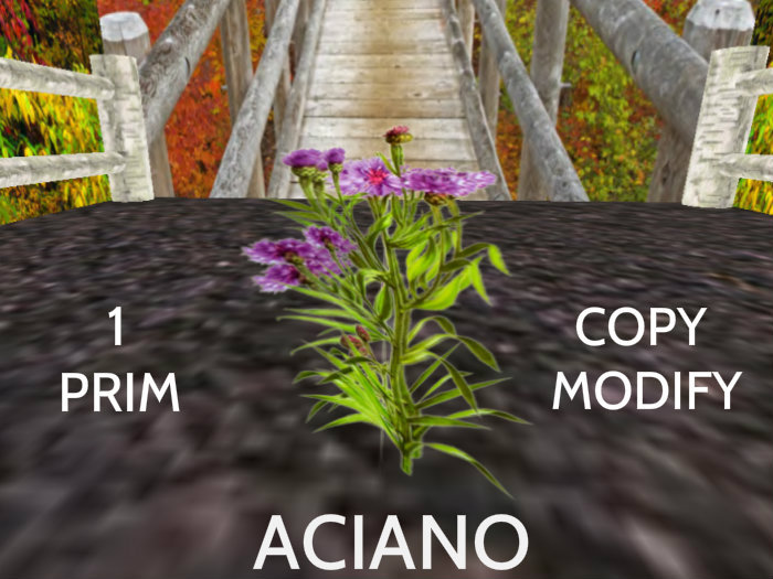 aciano