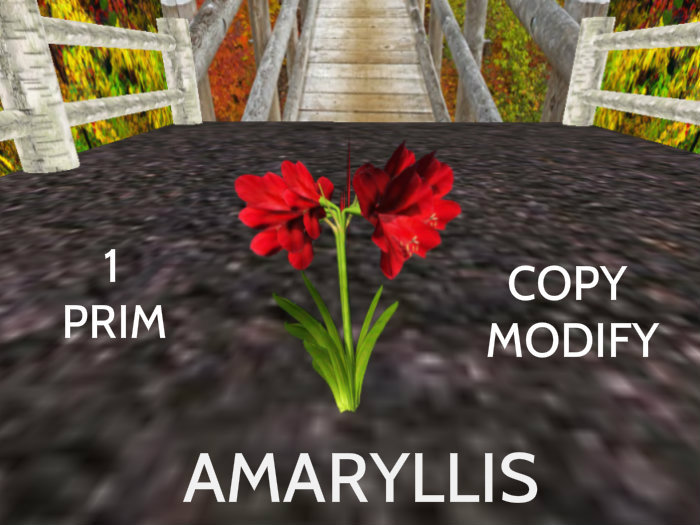 Amaryllis