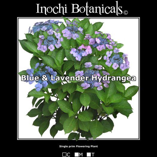 Inochi Botanicals - Hydrangea - Blue & Lavender - One Prim Flowering Plant
