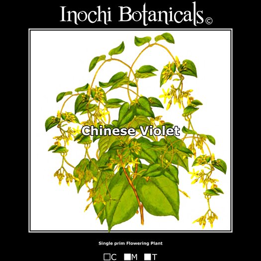 Inochi Botanicals - Chinese Violet - One Prim Flowering Plant