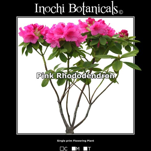 Inochi Botanicals - Rhododendron - Pink - One Prim Flowering Plant