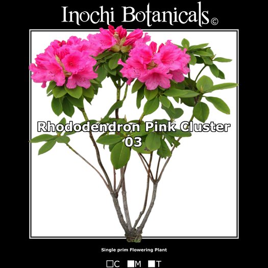 Inochi Botanicals - Rhododendron - Pink 03 - One Prim Flowering Plant