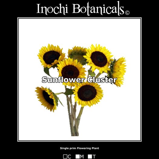 Inochi Botanicals - Sunflower Cluster - One Prim Flowering Plant