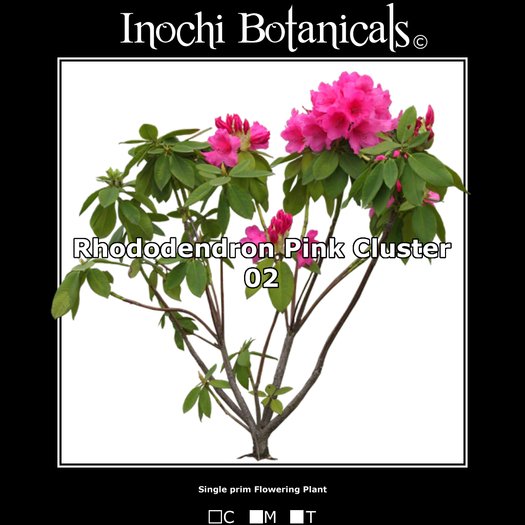 Inochi Botanicals - Rhododendron - Pink 02 - One Prim Flowering Plant