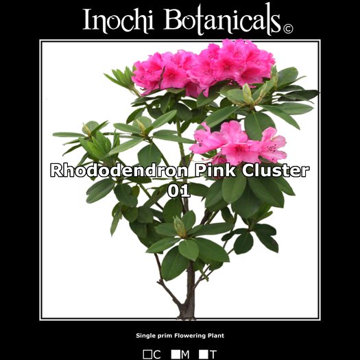Inochi Botanicals - Rhododendron - Pink 01 - One Prim Flowering Plant