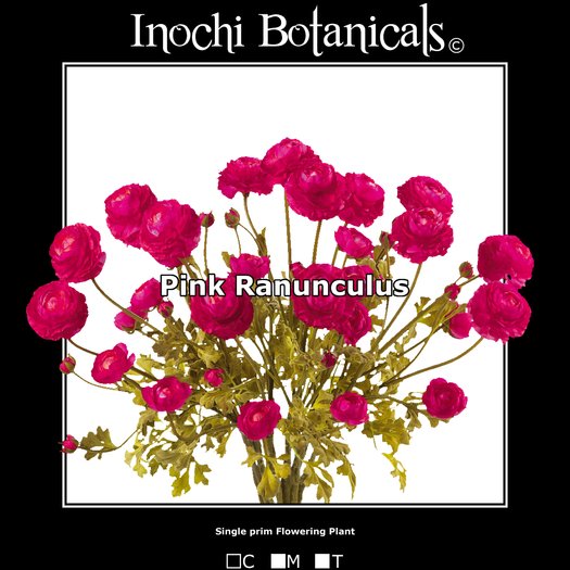 Inochi Botanicals - Ranunculus - Pink - One Prim Flowering Plant