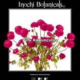 Inochi Botanicals - Ranunculus - Pink - One Prim Flowering Plant