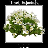 Inochi Botanicals - Primrose - White - One Prim Flowering Plant