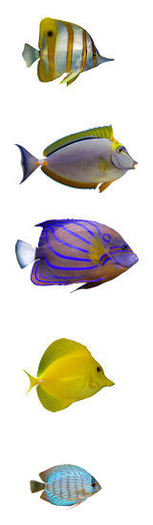 Fish School Set 1