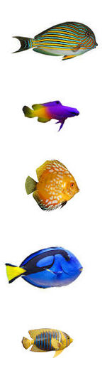 Fish School Set 3