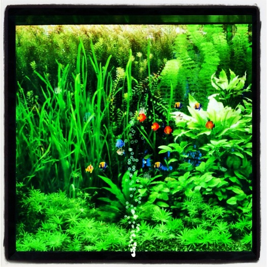 Wall Aquarium 2
