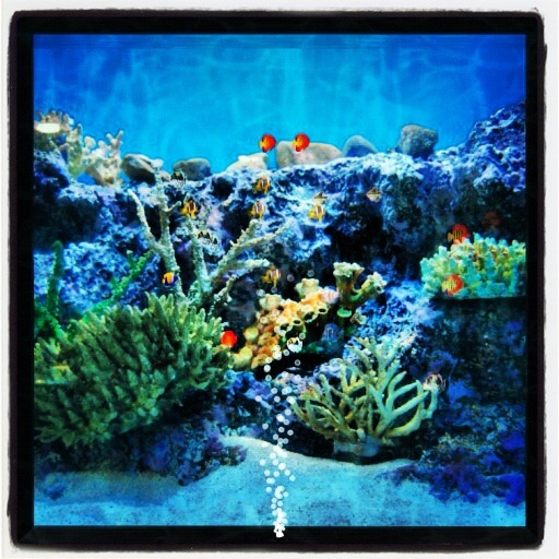 Wall Aquarium 3