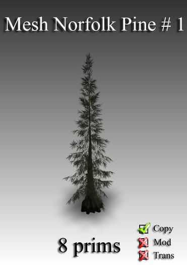 Norfolk Pine #1 (boxed)