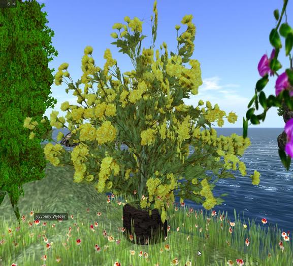 Druid Yellow bonsai ,,YYVONNY