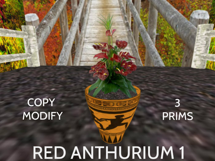 Red Anthurium 1 in pot