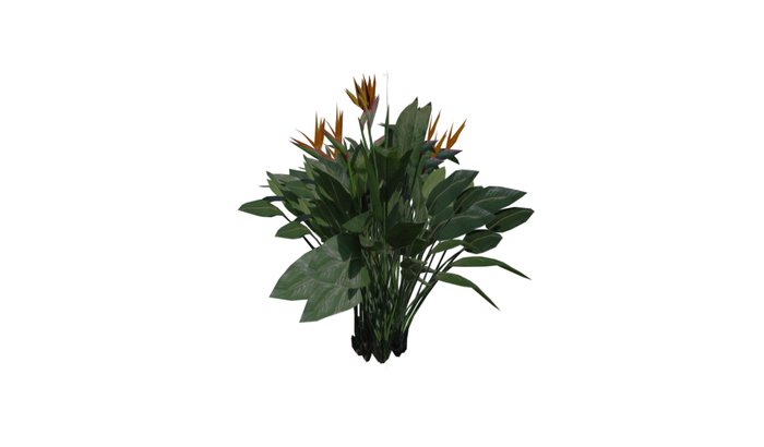 Bird of Paradise - Orange