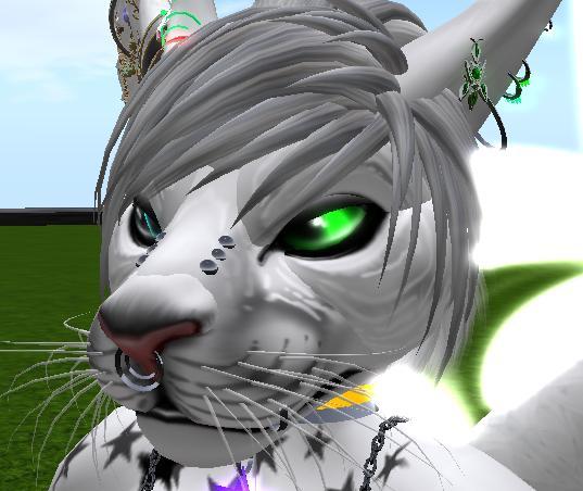 KZK OLD Version Tiger Piercings -BOXED - LIMITED TIME ONLY